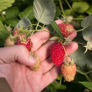 Plantas de fresa y frambuesa