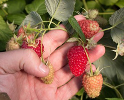 Plantas de fresa y frambuesa