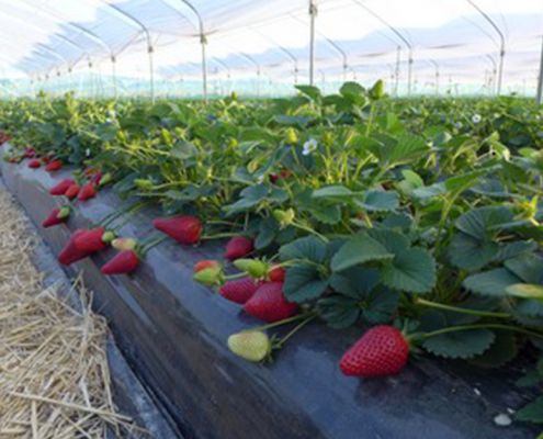 plantas de fresa