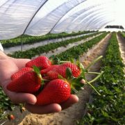 plantas de fresa