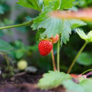 plantas de fresa