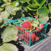 compra de plantas de fresas