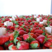 plantas de fresas