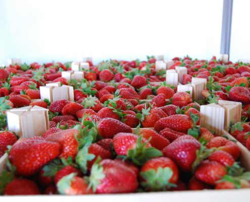 plantas de fresas