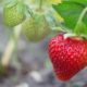 venta de plantas de fresas