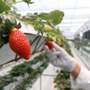 plantas de fresas