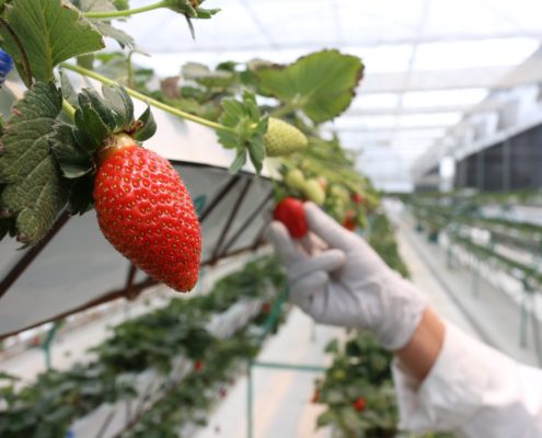 plantas de fresas