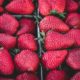 venta de plantas de fresas