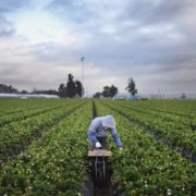 venta de plantas de fresas