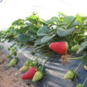 plantas de fresas