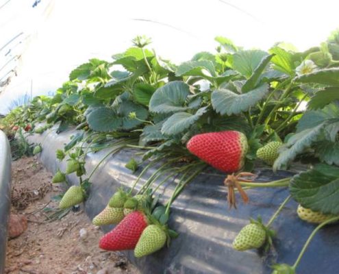 plantas de fresas