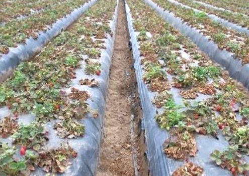 venta de plantas de fresas