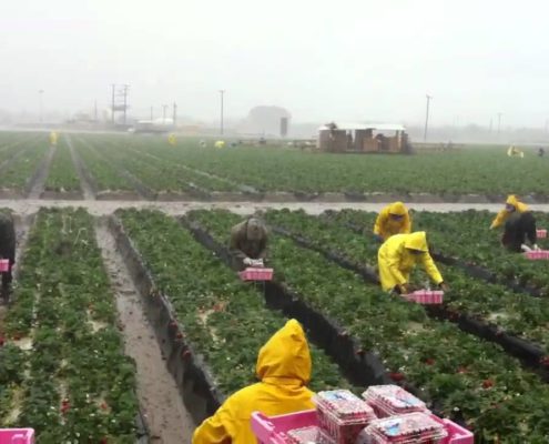 venta de plantas de fresas