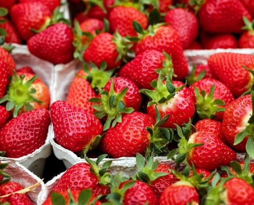 compra de plantas de fresa