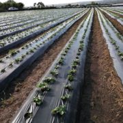 venta de plantas de fresa