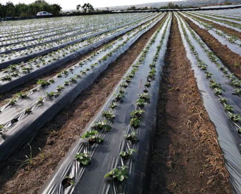 venta de plantas de fresa