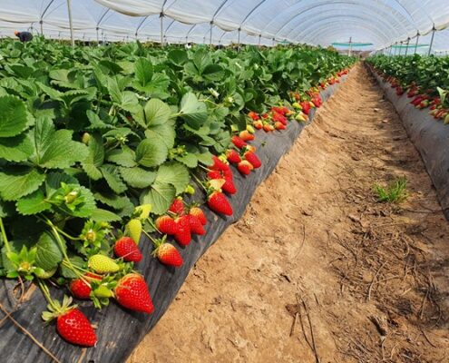 Plantas de fresa Marisol