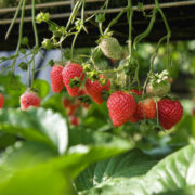 plantas de fresa