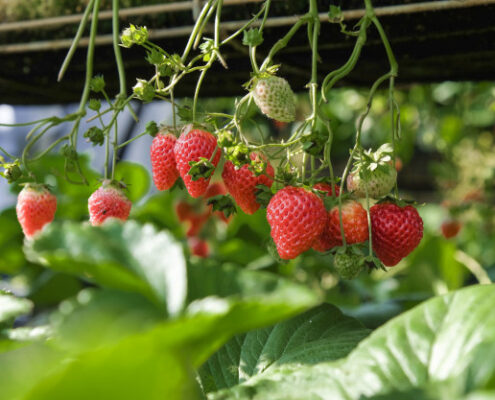 plantas de fresa