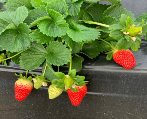 Venta de plantas de fresa Marisol